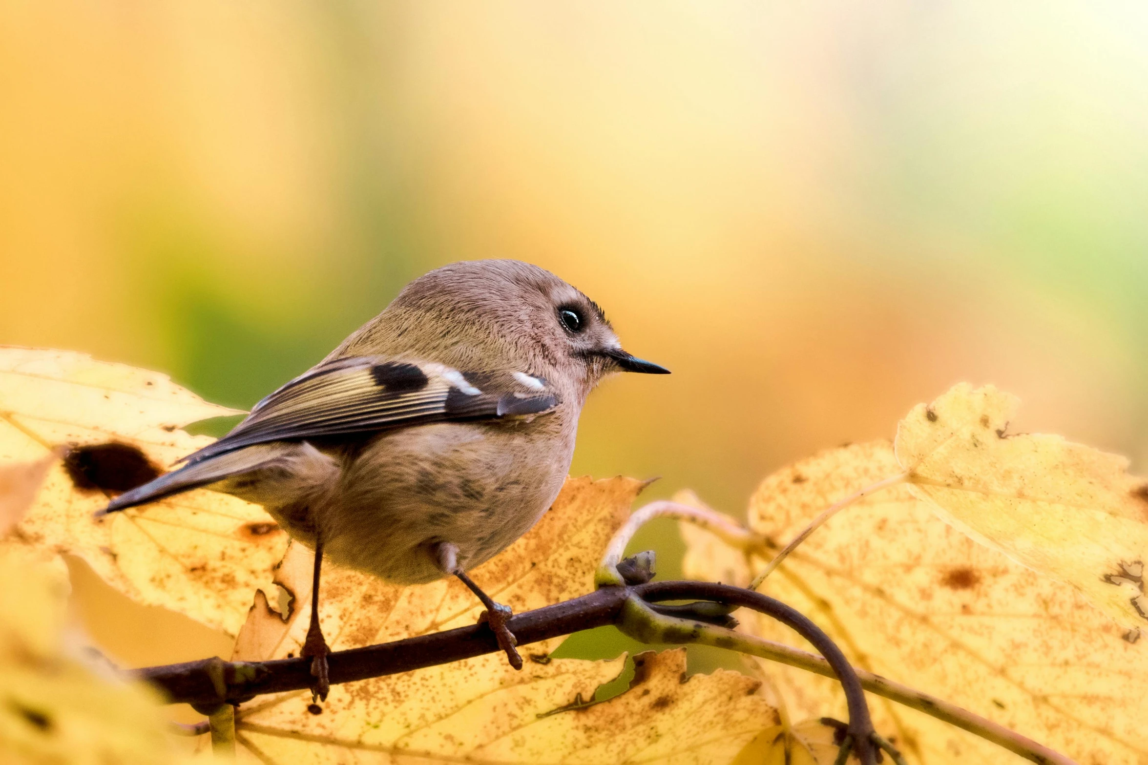 a small bird sitting on top of a tree branch, autumn colours, istock, fan favorite, grey