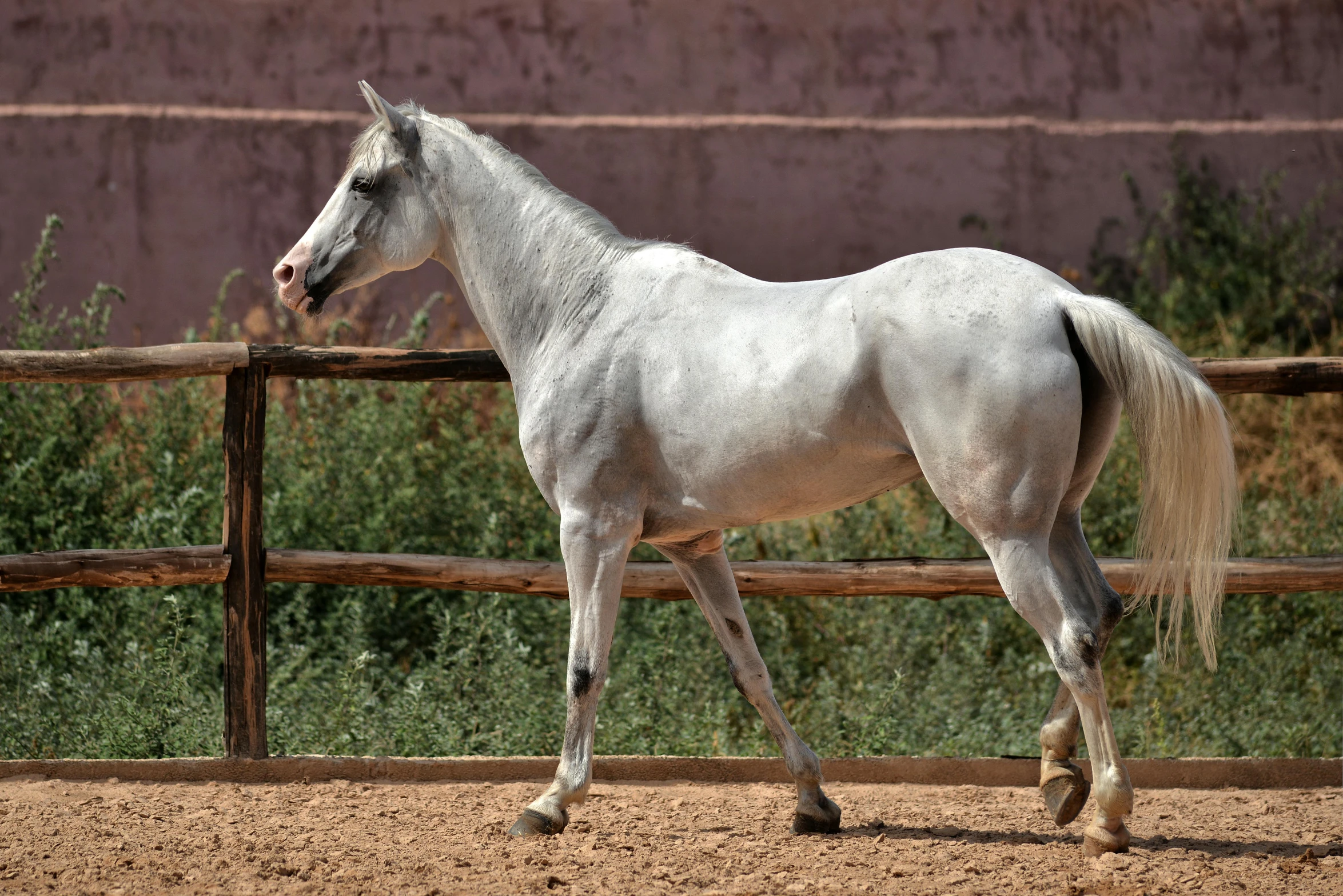 a white horse walking across a dirt field, inspired by Jacques-Laurent Agasse, pexels contest winner, arabesque, grey skinned, morocco, in the yard, 15081959 21121991 01012000 4k