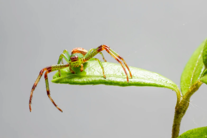 a spider sitting on top of a green leaf, trending on pexels, on grey background, mid 2 0's female, h. hydrochaeris, ian sprigger