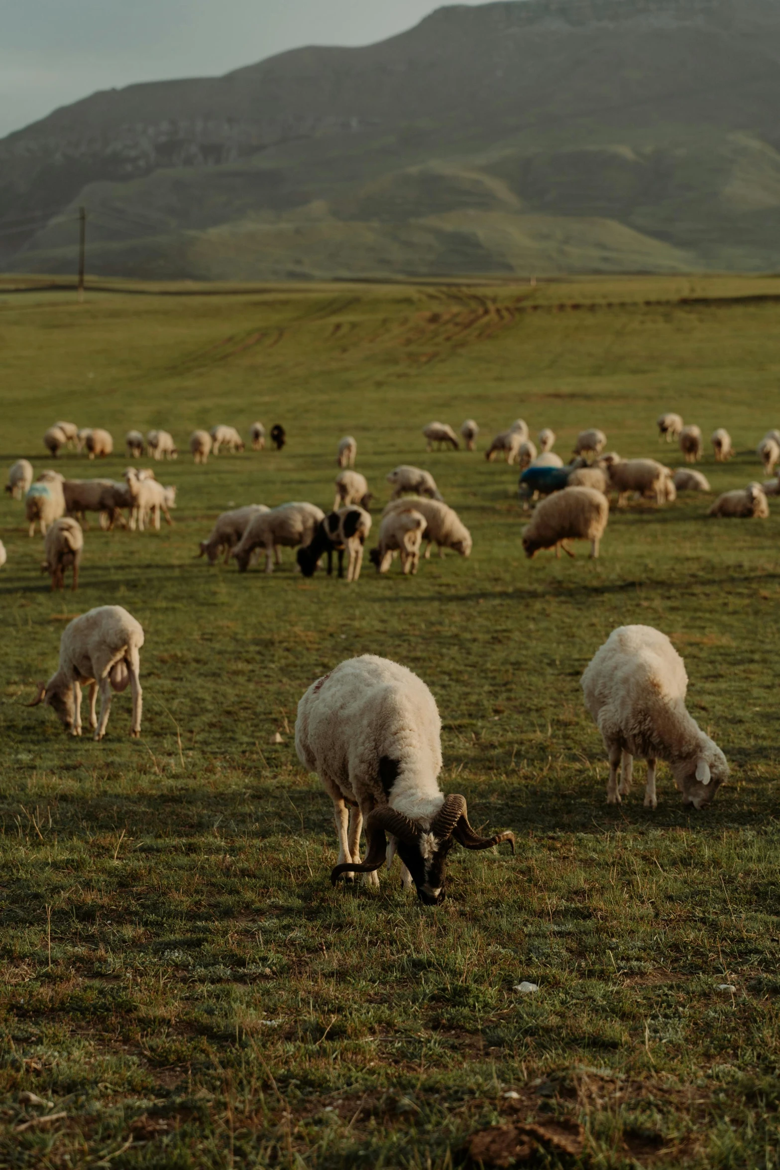 a herd of sheep grazing on a lush green field, by Shang Xi, san francisco, late afternoon sun, reza afshar, calmly conversing 8k