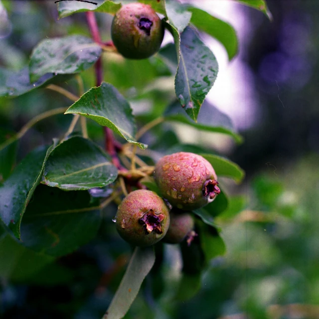 a close up of a bunch of fruit on a tree, shot on hasselblad, summer rain, background image, laura watson