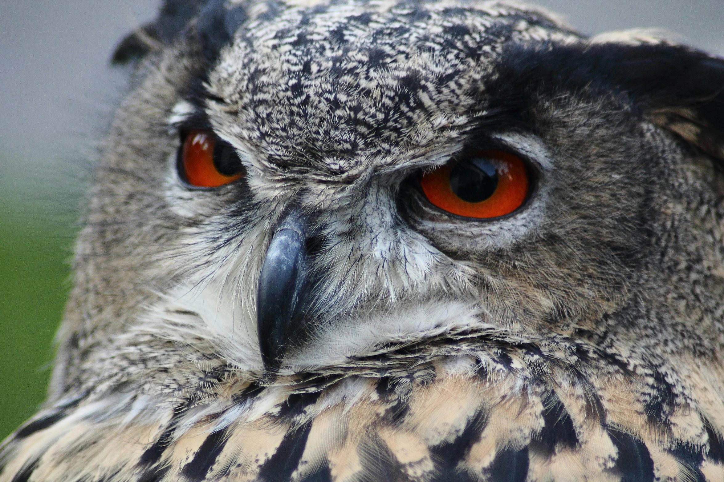 a close up of an owl with orange eyes, pexels contest winner, hurufiyya, 🦩🪐🐞👩🏻🦳, grey, instagram post, bright red eyes