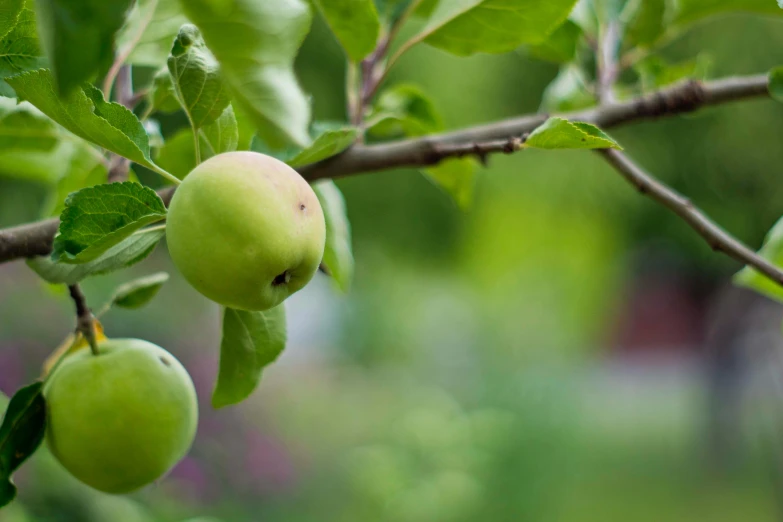 a bunch of green apples hanging from a tree, award-winning, grey, parks and gardens, background image