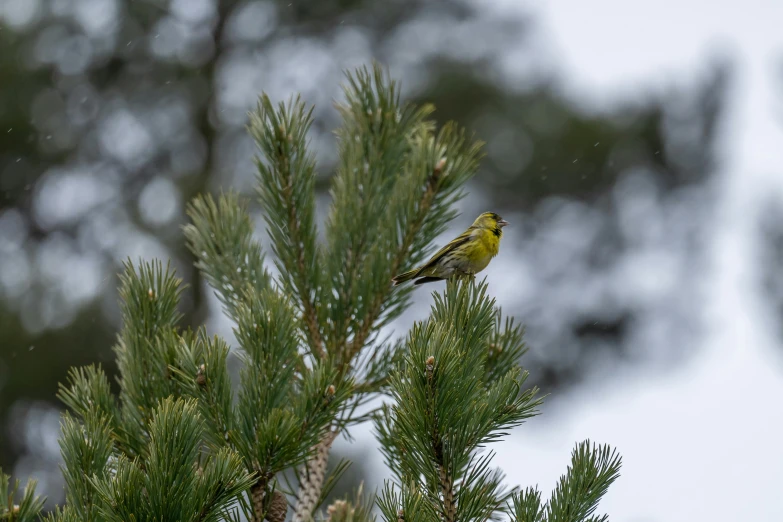 a small bird perched on top of a pine tree, by Jaakko Mattila, unsplash, yellow and green, ornamented, concert, with long antennae