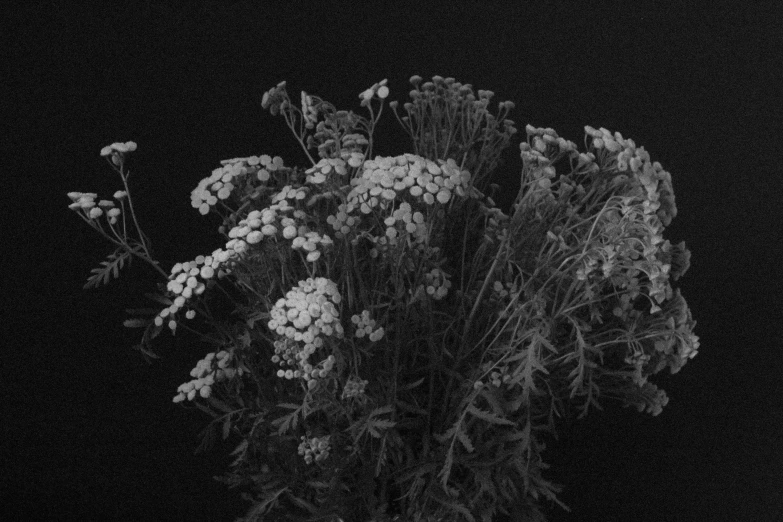 a black and white photo of flowers in a vase, by Jan Rustem, night. by greg rutkowski, gypsophila, intricate alien botanicals, late summer evening