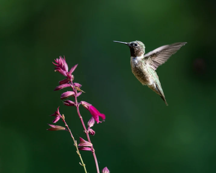 a hummingbird flying close to a pink flower, by Jim Nelson, pexels contest winner, fan favorite, paul barson, full body close-up shot, basil flying
