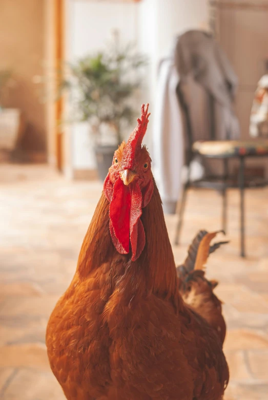 a close up of a chicken on a tiled floor, sitting on top a table, delightful surroundings, facing camera