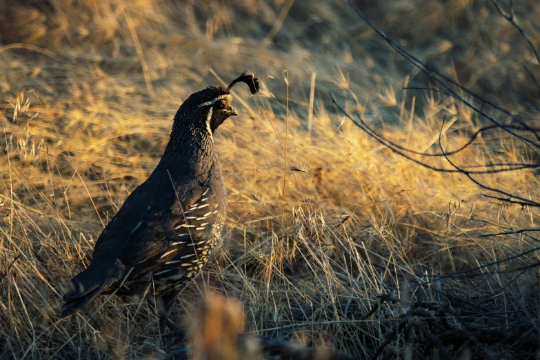 a bird that is standing in the grass, by Gwen Barnard, unsplash contest winner, mongolia, dappled in evening light, horn, new mexico