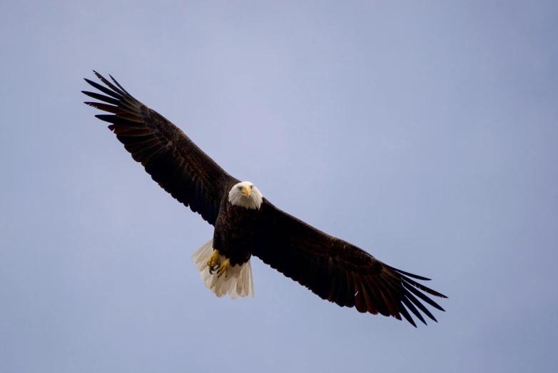 a bald eagle flying through a blue sky, by Carey Morris, pexels contest winner, 🦩🪐🐞👩🏻🦳, taken in the late 2010s, eagle feather, from waist up