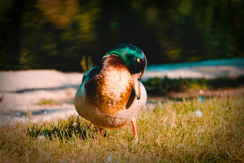 a duck that is standing in the grass, pexels contest winner, fan favorite, lo fi, perry the platypus, tourist photo