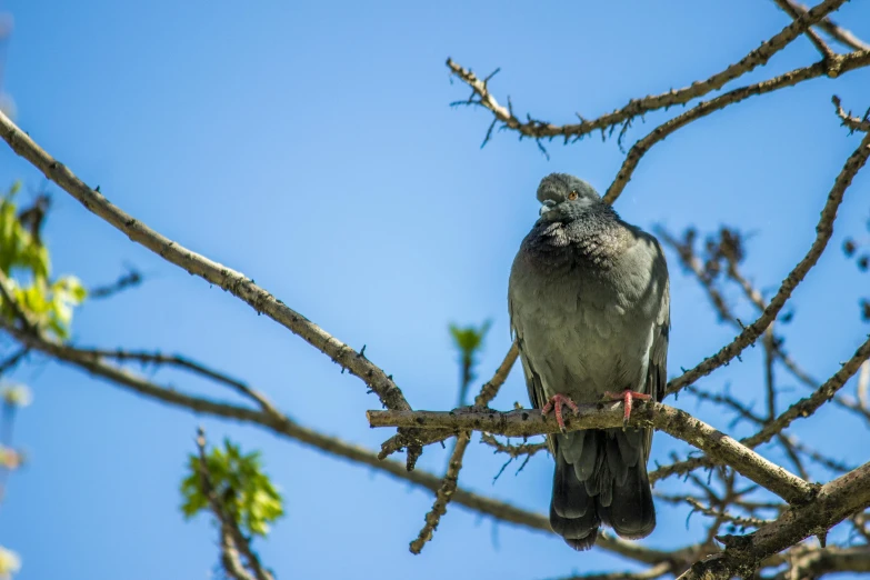 a bird sitting on top of a tree branch, in the sun, posing for the camera, bay area, pigeon