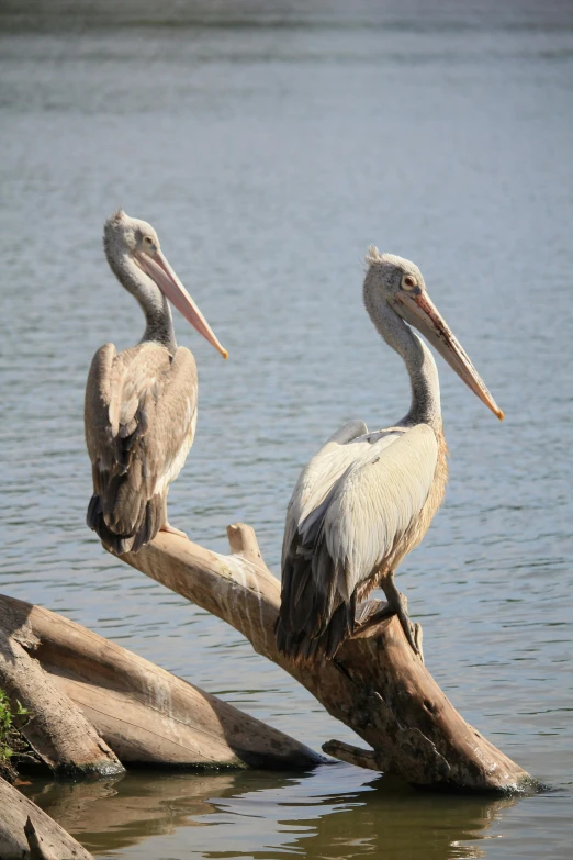 three pelicans sitting on a branch in the water, by Peter Churcher, hurufiyya, 2 animals, on a tree, lake view, grey