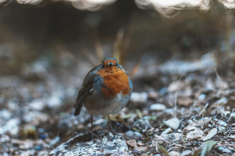 a close up of a small bird on the ground, pexels contest winner, red faced, super realistic gritty, photography of enchanted forest, “portrait of a cartoon animal