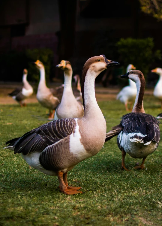 a flock of ducks standing on top of a lush green field, shot with premium dslr camera, zoo photography, (night), cute goose