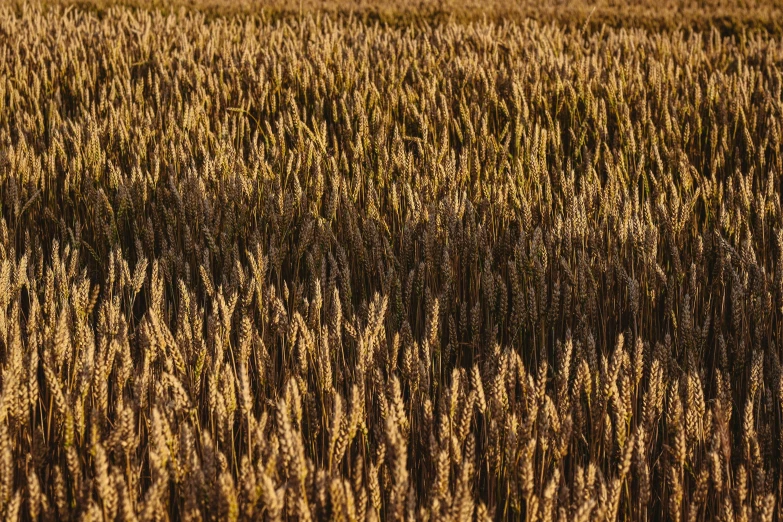 a field of wheat with a lone tree in the distance, by Adam Marczyński, unsplash, precisionism, stereogram, golden hour closeup photo, contre - jour, shot on sony a 7 iii