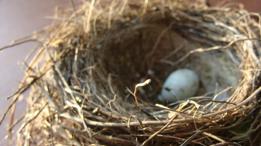 a close up of a bird's nest with an egg in it, an album cover, unsplash, land art, 2006 photograph, dwell, tumbleweed, animation