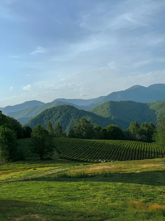 a field of green grass with mountains in the background, by Carey Morris, pexels contest winner, renaissance, wine, appalachian mountains, against the backdrop of trees, evenly lit