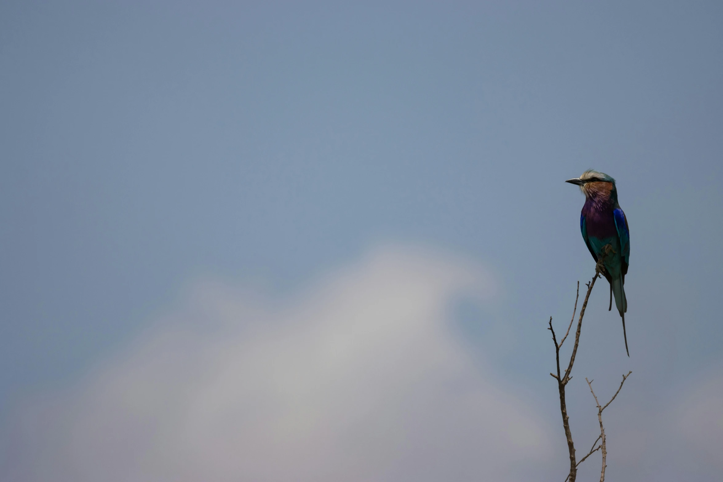 a colorful bird sitting on top of a tree branch, flickr, hurufiyya, purple and blue leather, big sky, on the african plains, fishing