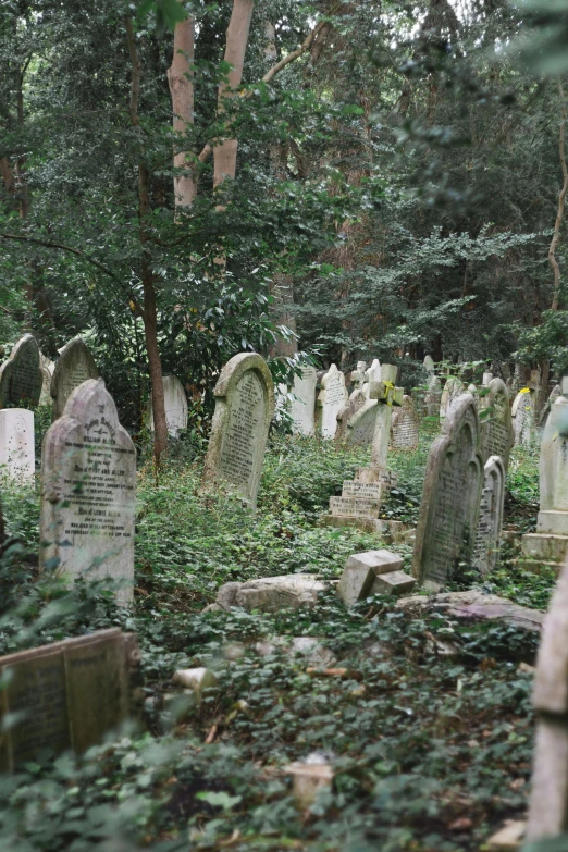 a cemetery filled with lots of tombstones and trees, an album cover, unsplash, renaissance, vine covered, london, orthodox, all skeletons