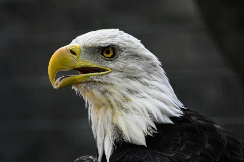 a close up of a bald eagle in a cage, pexels contest winner, fan favorite, angular jawline, half length shot, with a pointed chin