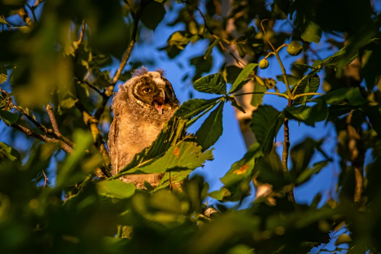 an owl sitting on top of a tree branch, amongst foliage, evening sun, award - winning photo ”, digital image