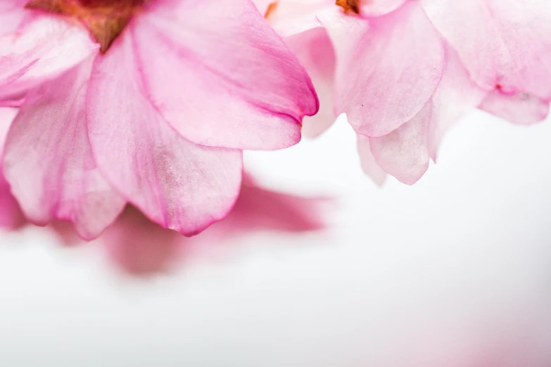 a close up of a pink flower on a white surface, an album cover, by Adam Marczyński, trending on unsplash, romanticism, cherry blossoms, close - up profile, high quality photo, silky smooth