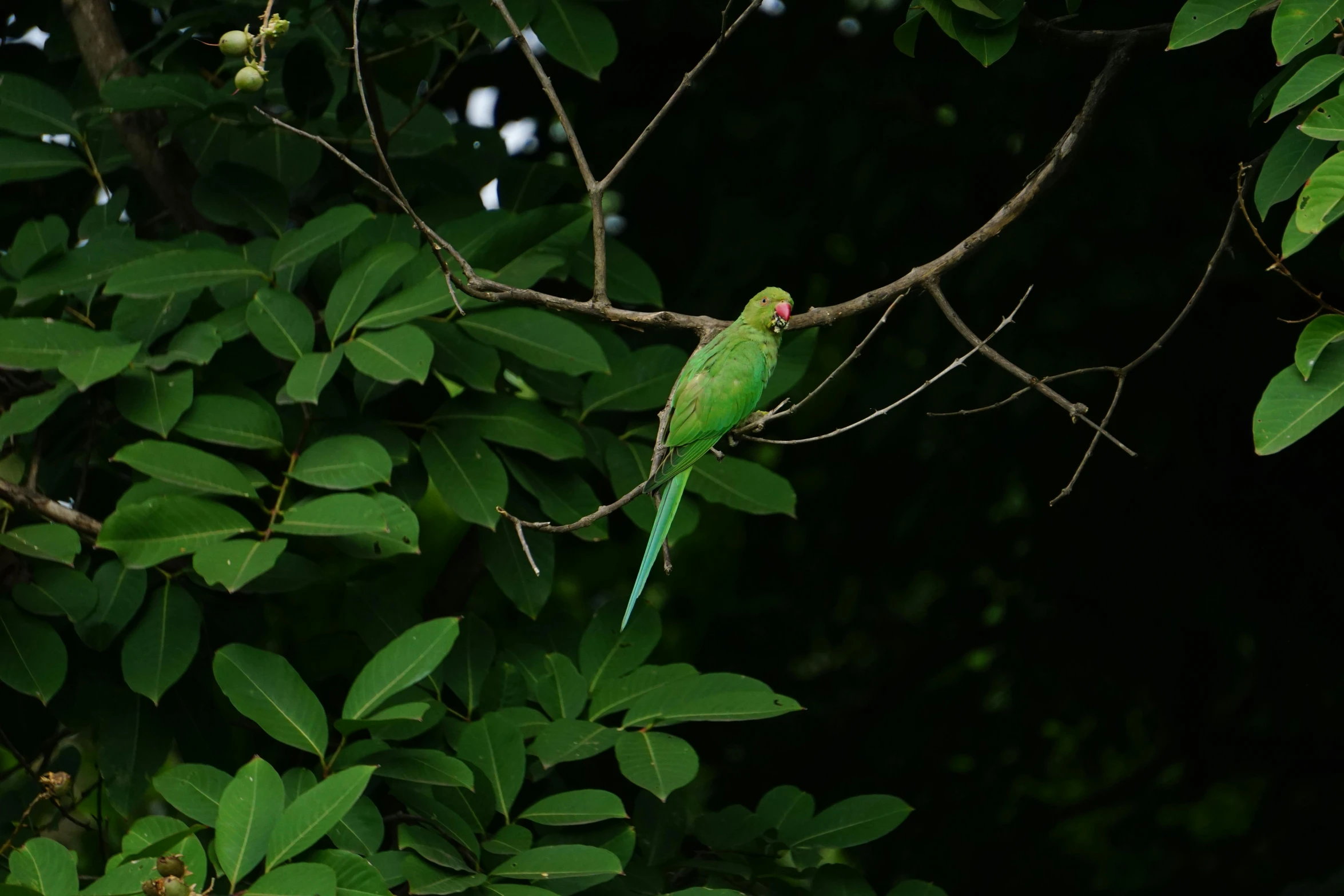 a green bird sitting on top of a tree branch, next to a plant, in the jungle, no cropping, listing image