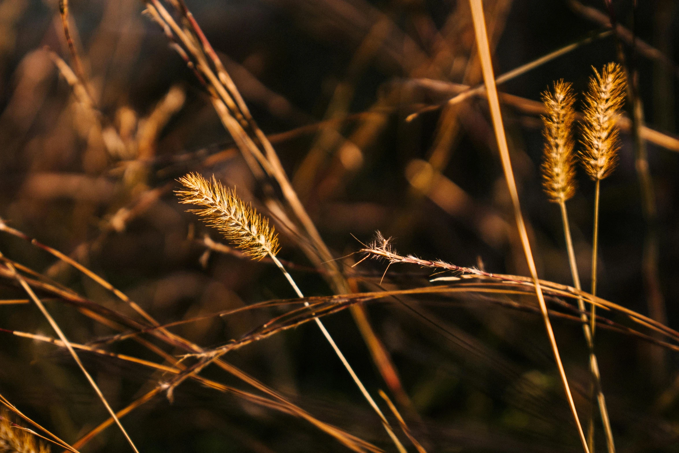 a close up of some tall grass in a field, a macro photograph, inspired by Elsa Bleda, trending on pexels, brown and gold, malt, harvest, instagram post