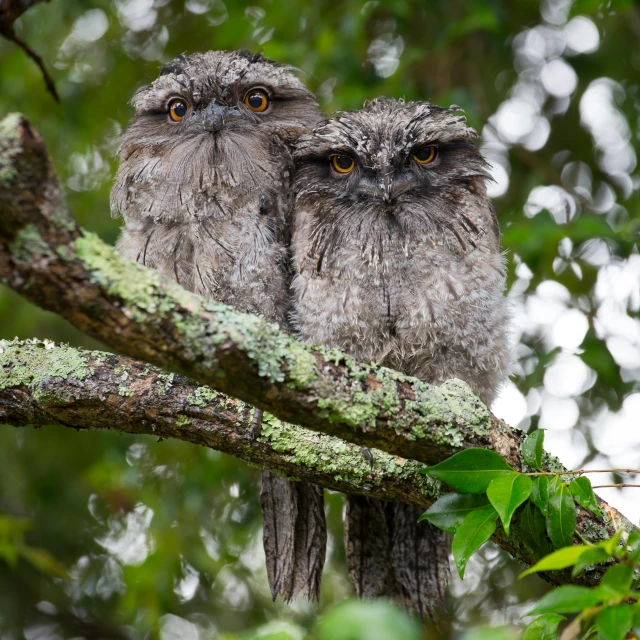 a couple of owls sitting on top of a tree branch, a portrait, by Gwen Barnard, pexels contest winner, hurufiyya, tawny frogmouth, slide show, grey robes, no cropping