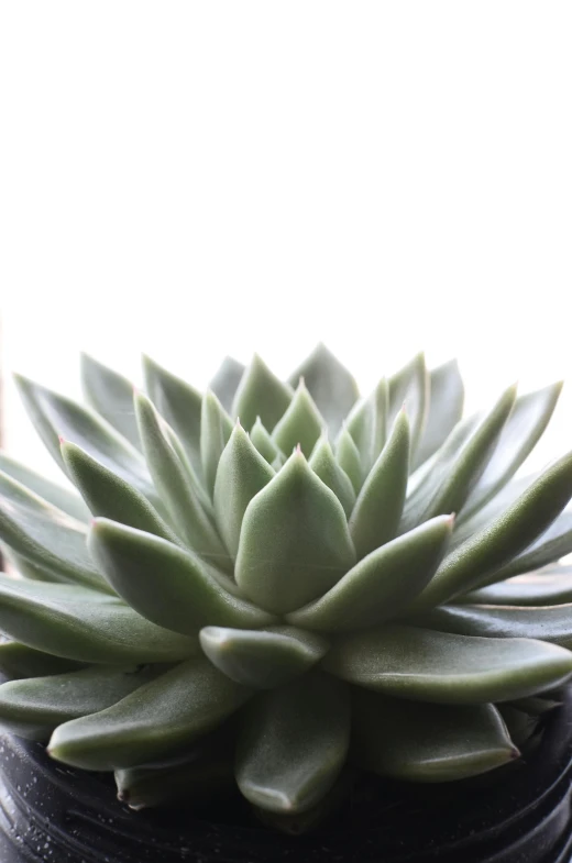 a close up of a potted plant on a window sill, light grey crown, neck zoomed in, muted green, spiky