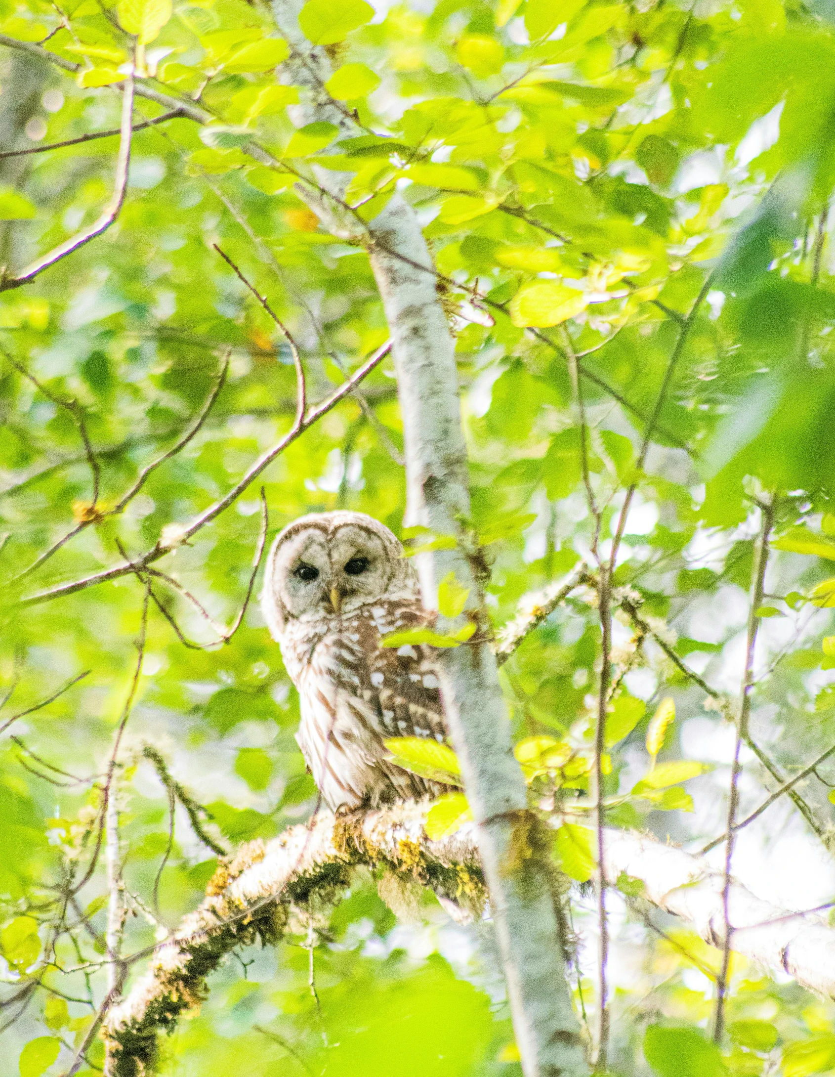 an owl sitting on top of a tree branch, by Neil Blevins, unsplash, in serene forest setting, high key, 2 0 2 2 photo, slide show