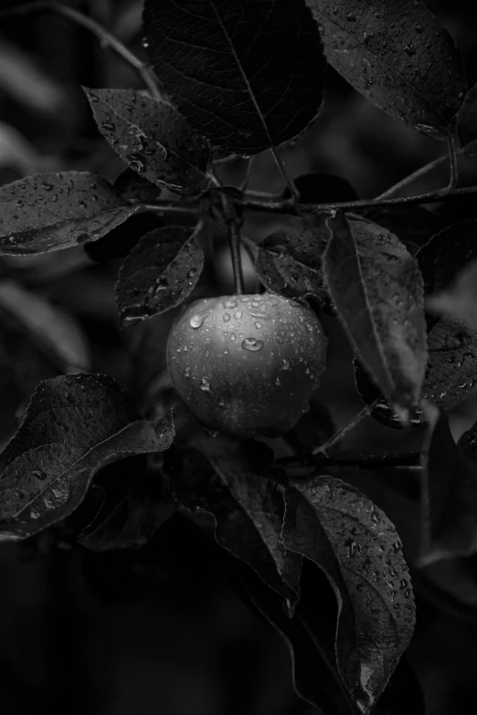 a black and white photo of an apple tree, inspired by Elsa Bleda, unsplash contest winner, very wet, 15081959 21121991 01012000 4k, golden apple, low detailed