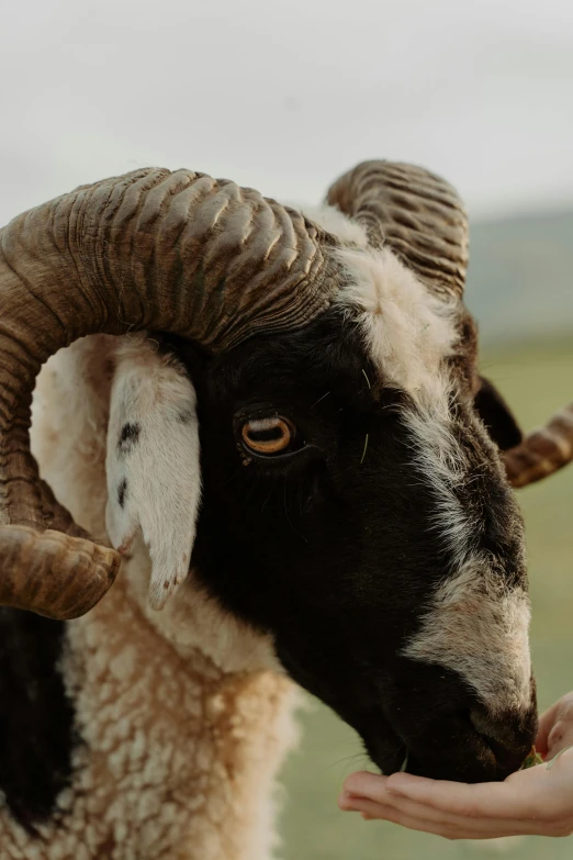 a close up of a person petting a ram, by Colin Middleton, trending on pexels, renaissance, black horns, with symmetrical head and eyes, faroe, aardman animations