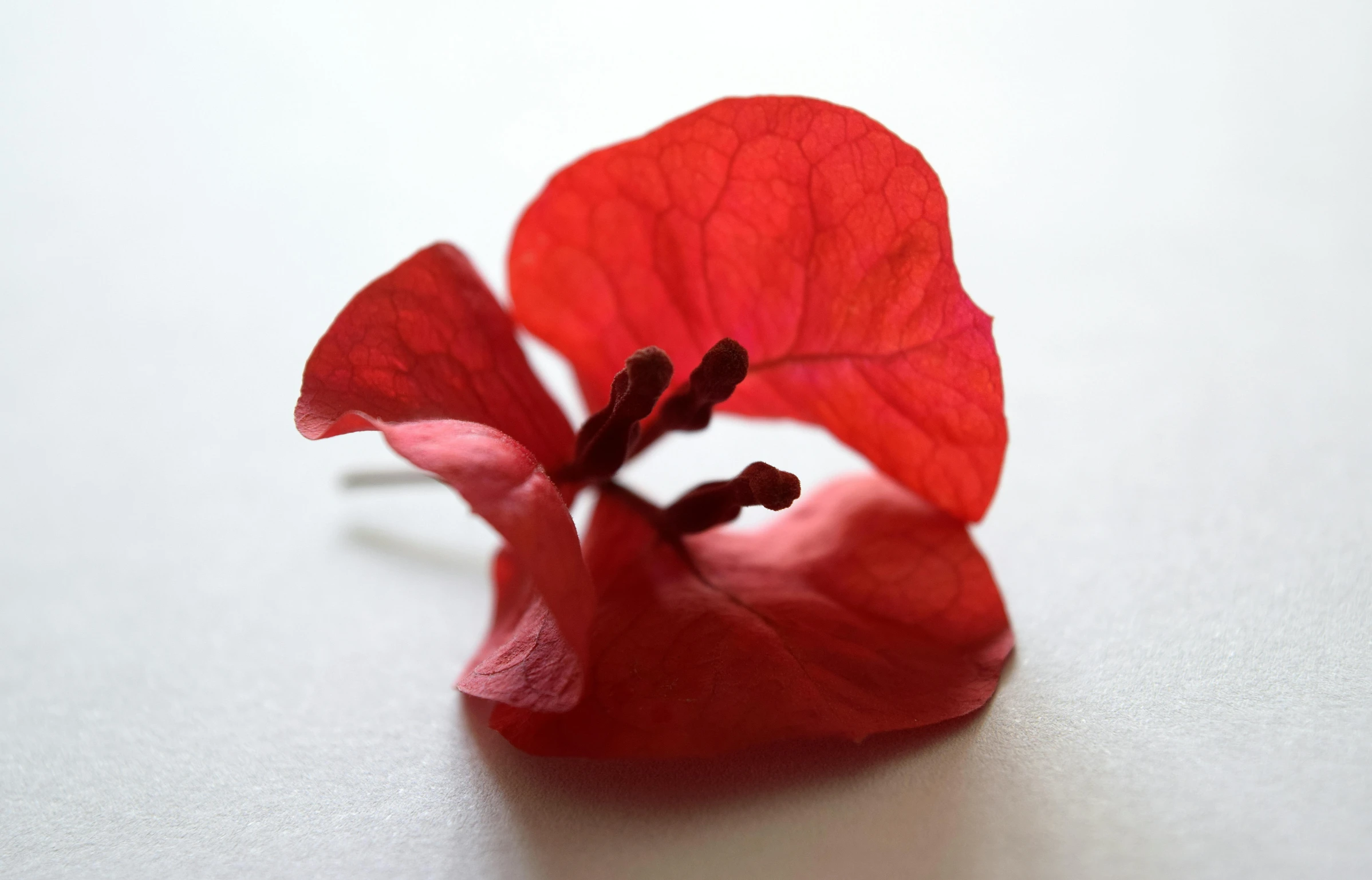 a red flower sitting on top of a white table, made of silk paper, bougainvillea, seeds, fiona staples