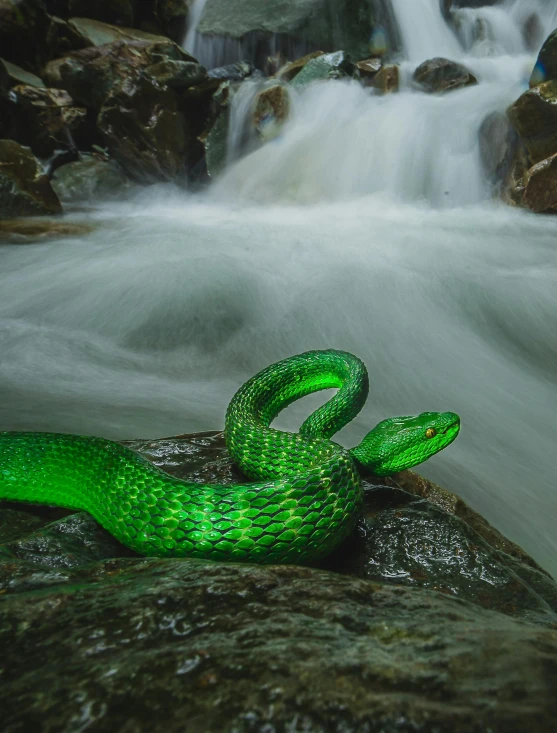 a green snake sitting on top of a rock next to a river, dark neon colored rainforest, klein bottle, award - winning photograph, digital image