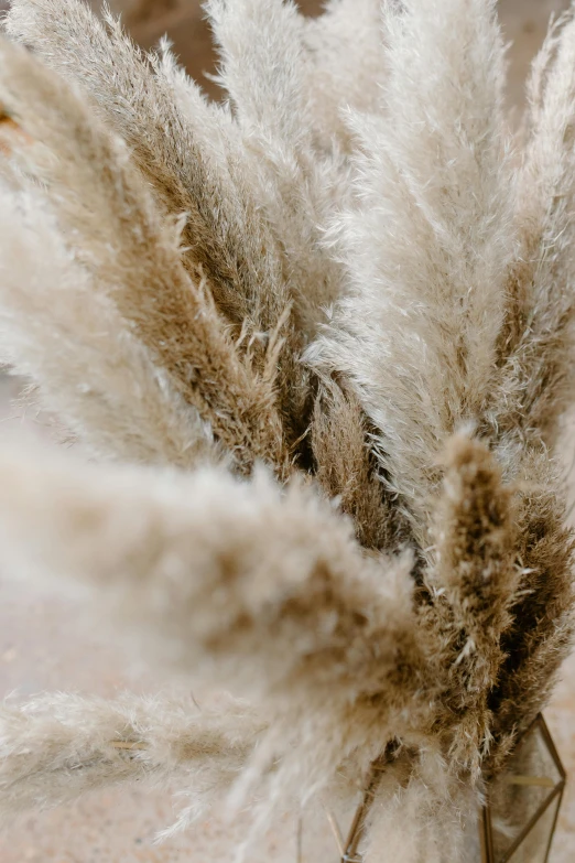 a vase filled with dry grass sitting on top of a table, a macro photograph, by Nina Hamnett, trending on pexels, soft fur texture, full frame image, super fluffy, super detailed image