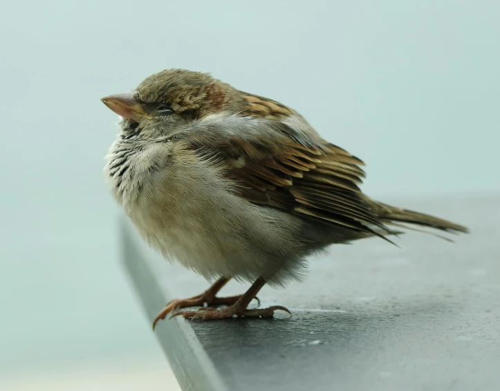 a small bird sitting on top of a metal ledge, intricate wrinkles, annoyed, album, shot with sony alpha