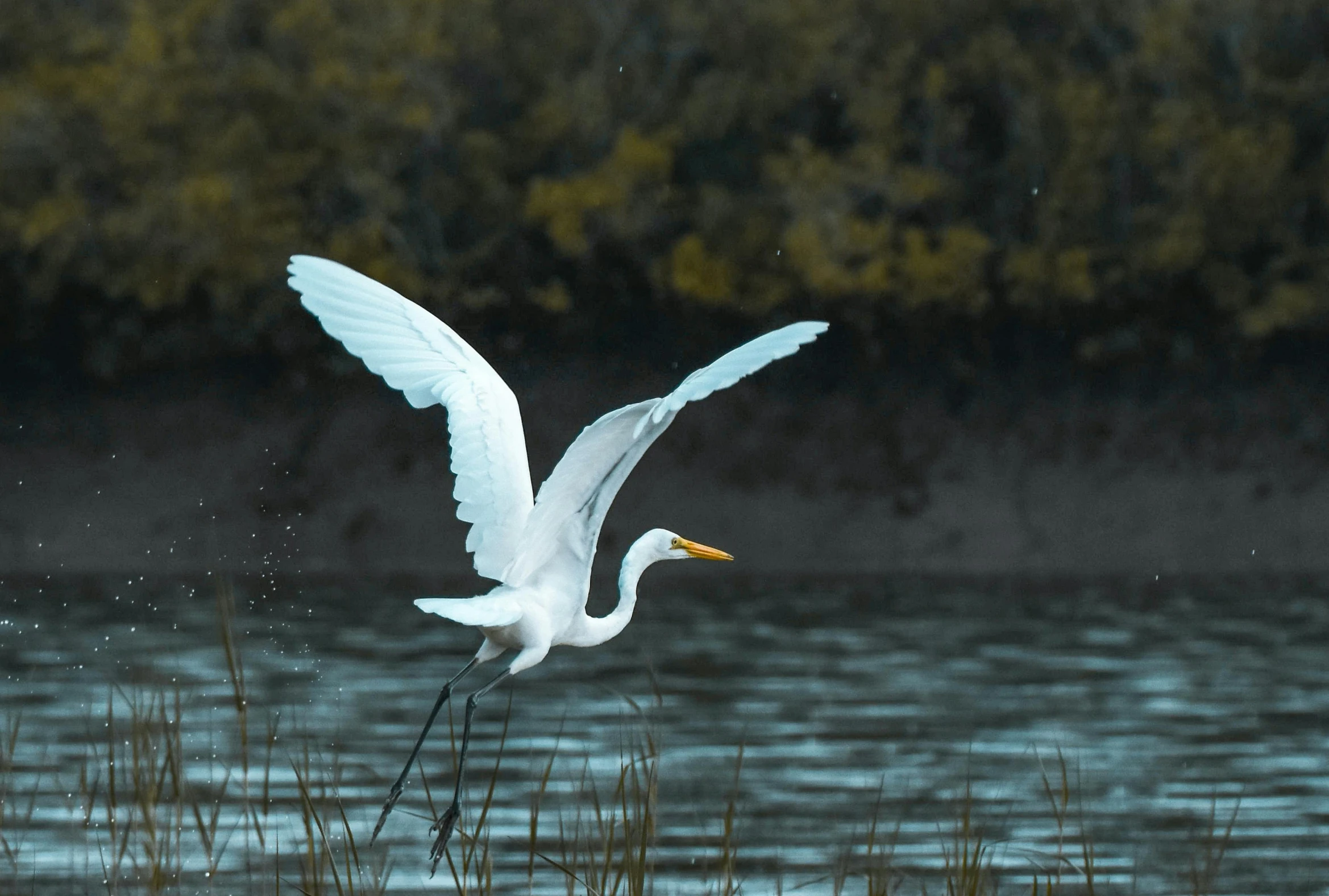 a white bird flying over a body of water, by Carey Morris, pexels contest winner, hurufiyya, marsh, wings of fire, waving, clean 4 k