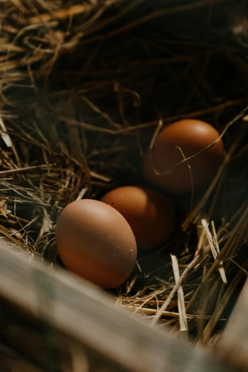 a close up of three eggs in a nest, trending on unsplash, renaissance, farms, high angle shot, multiple stories, shot from cinematic