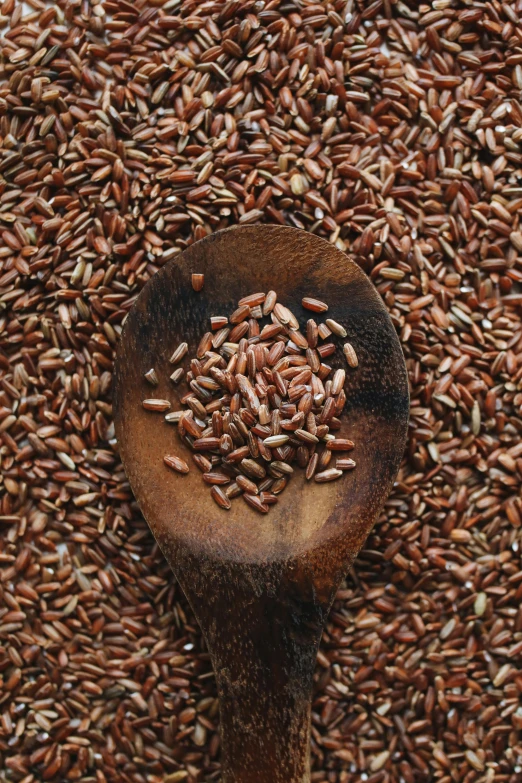 a wooden spoon filled with lots of brown rice, by Jessie Algie, red sand, rye (shishkin), dark red, organics