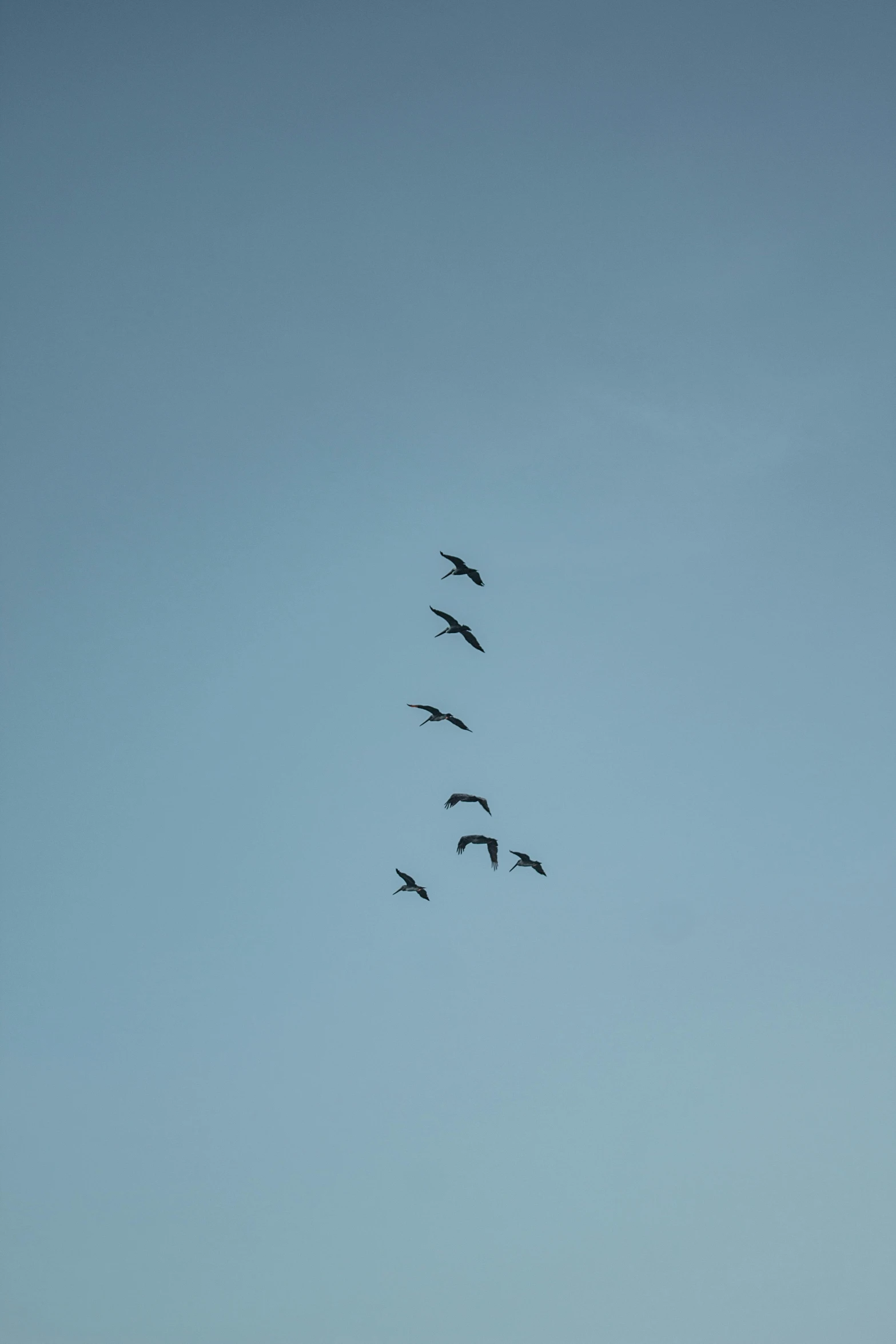 a flock of birds flying through a blue sky, by Andries Stock, minimalism, black swans, helicopters, low quality photo, 15081959 21121991 01012000 4k