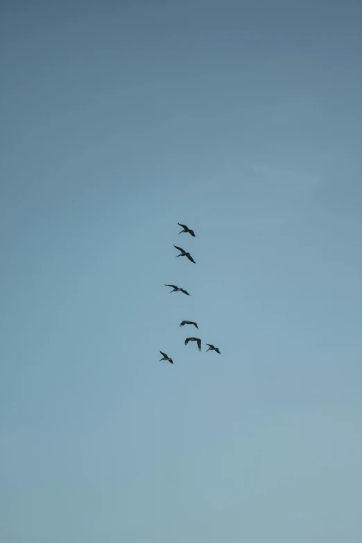 a flock of birds flying through a blue sky, by Andries Stock, minimalism, black swans, helicopters, low quality photo, 15081959 21121991 01012000 4k