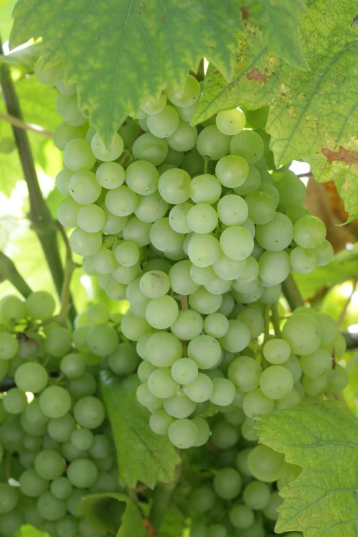 a bunch of grapes hanging from a vine, light greens and whites, up-close, award-winning crisp details”