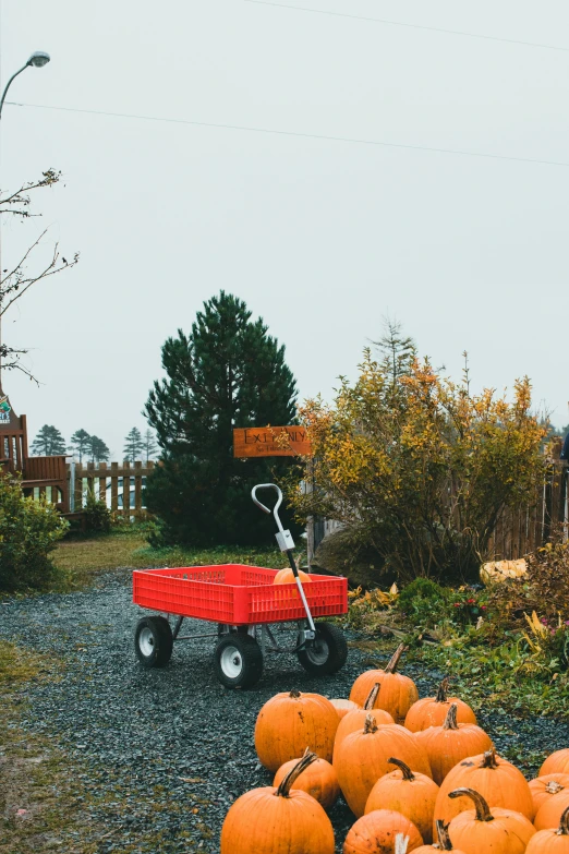 a red wagon filled with lots of pumpkins, by Jessie Algie, pexels contest winner, overcast gray skies, lush garden surroundings, sign, vista view