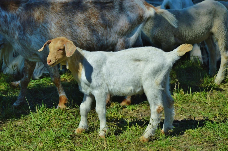 a herd of goats standing on top of a lush green field, albino dwarf, featured, commercially ready, highly polished