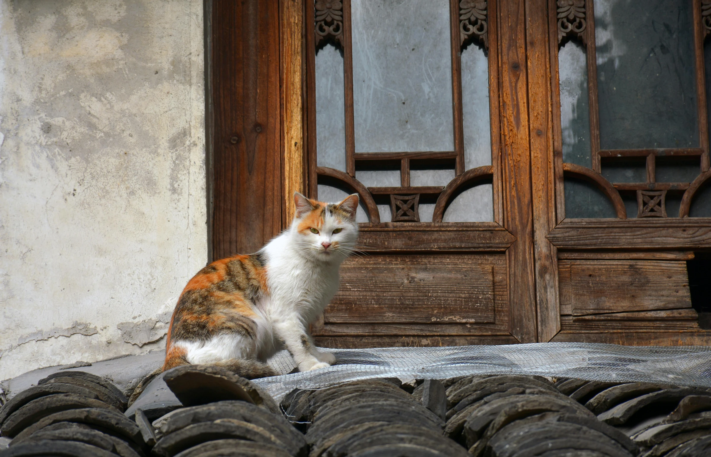 a cat sitting on top of a pile of tires, by Shang Xi, pexels contest winner, renaissance, leaning on door, sichuan, in front of the house, brown