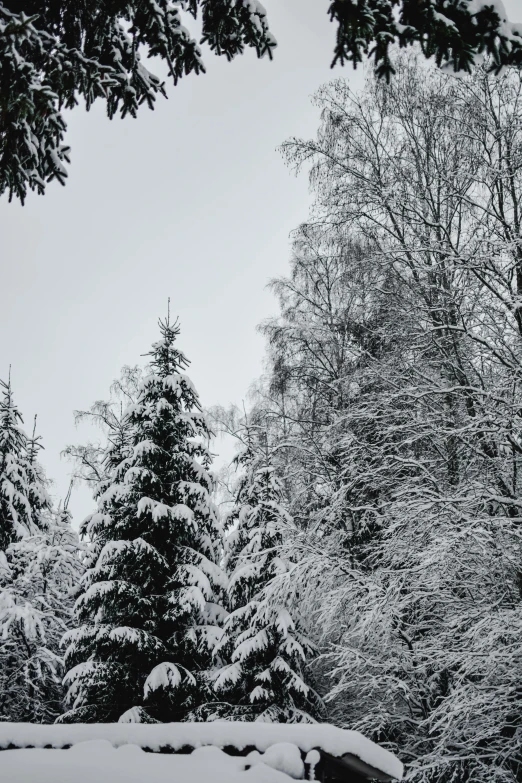 a black and white photo of snow covered trees, a picture, unsplash, romanticism, colors white!!, espoo, # nofilter, posing!!