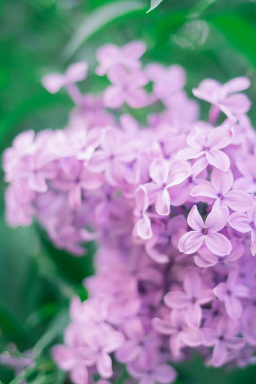 a close up of a bunch of purple flowers, lilacs, subtle detailing, creating a soft, full colour