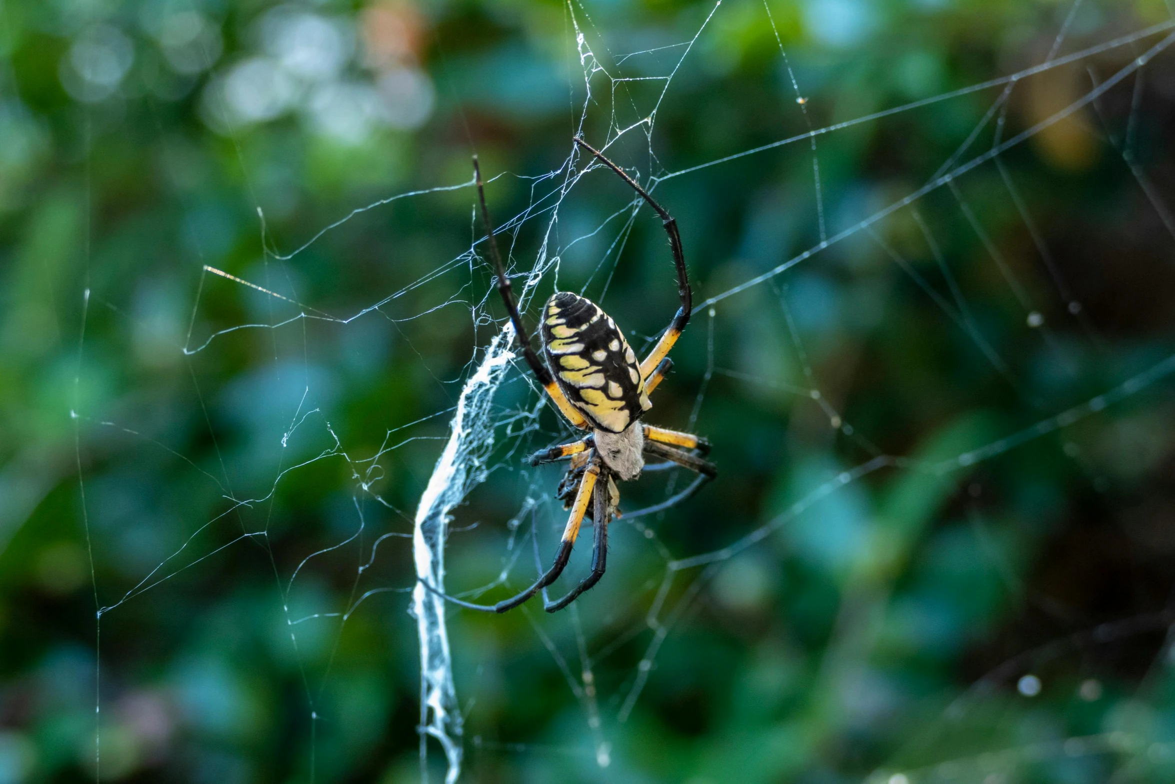 a close up of a spider on a web, pexels contest winner, hurufiyya, yellow and black, avatar image, ornately dressed, slide show