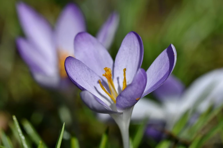 a couple of purple flowers sitting on top of a lush green field, a macro photograph, by David Simpson, pexels contest winner, early spring, multicoloured, an ancient, grey